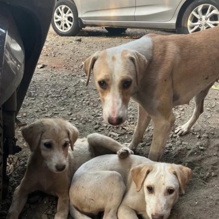 A mother dog and her puppies on a Mumbai street